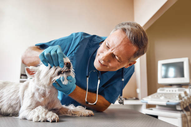 Best Walk-In Emergency Dental Services in Derry, PA